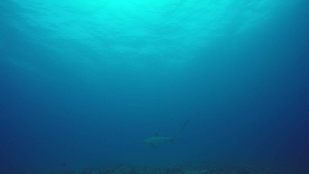 malapascua shark 2